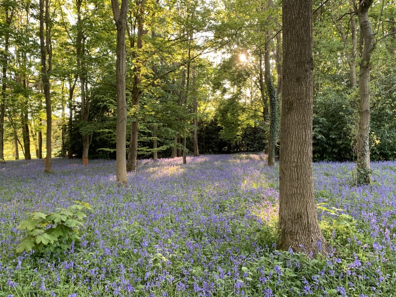 Warnham Park